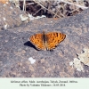 melitaea abbas talysh male1